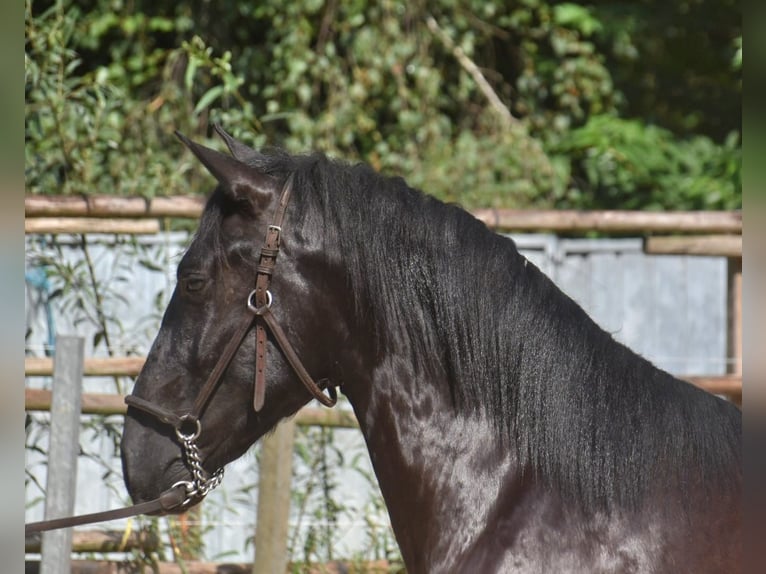 Andalou Étalon 2 Ans 160 cm Noir in Naarden