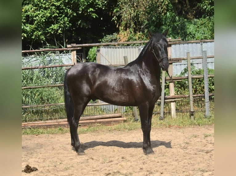 Andalou Étalon 2 Ans 160 cm Noir in Naarden