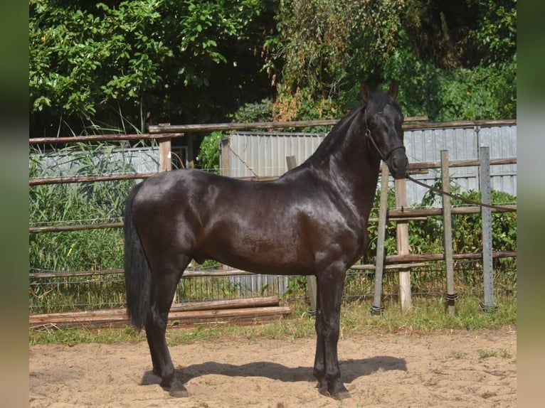 Andalou Étalon 2 Ans 160 cm Noir in Naarden