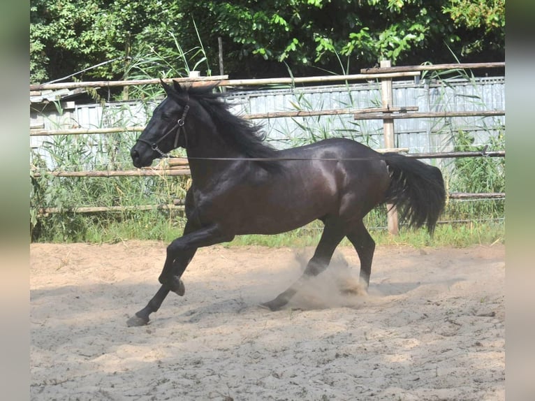 Andalou Étalon 2 Ans 160 cm Noir in Naarden