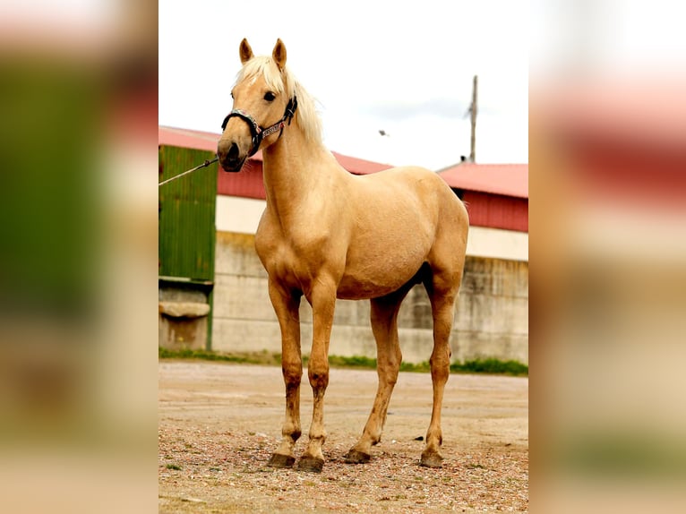 Andalou Étalon 2 Ans 160 cm Palomino in Caceres