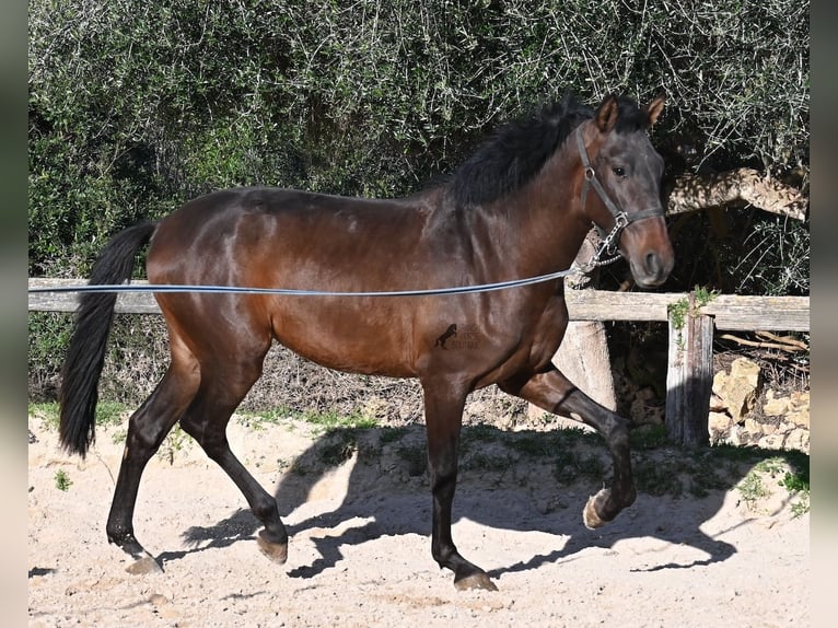 Andalou Étalon 2 Ans 162 cm Bai in Menorca
