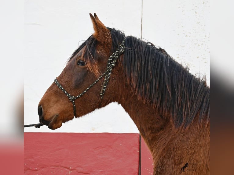 Andalou Étalon 2 Ans 162 cm Bai in Menorca