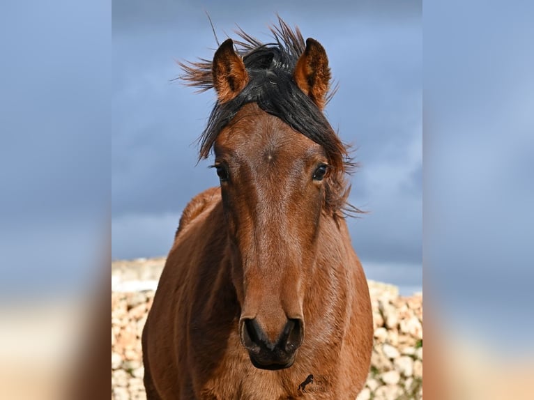 Andalou Étalon 2 Ans 162 cm Bai in Menorca