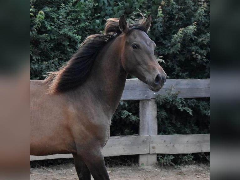 Andalou Étalon 2 Ans 162 cm Bai in Rerik