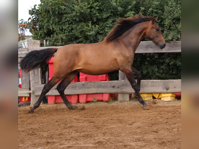 Andalou Étalon 2 Ans 162 cm Bai in Rerik