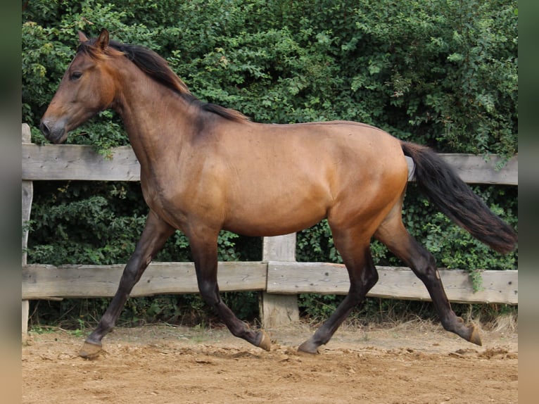 Andalou Étalon 2 Ans 162 cm Bai in Rerik