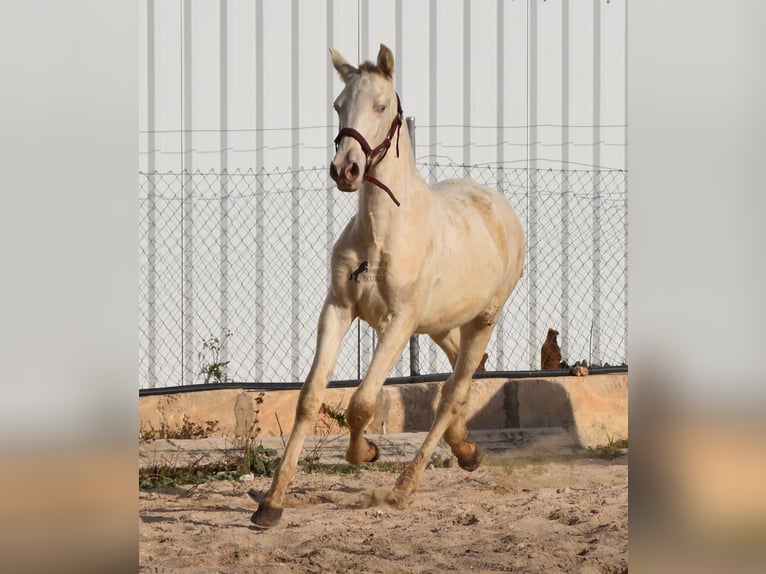 Andalou Étalon 2 Ans 162 cm Perlino in Mallorca