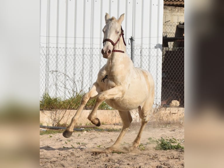 Andalou Étalon 2 Ans 162 cm Perlino in Mallorca