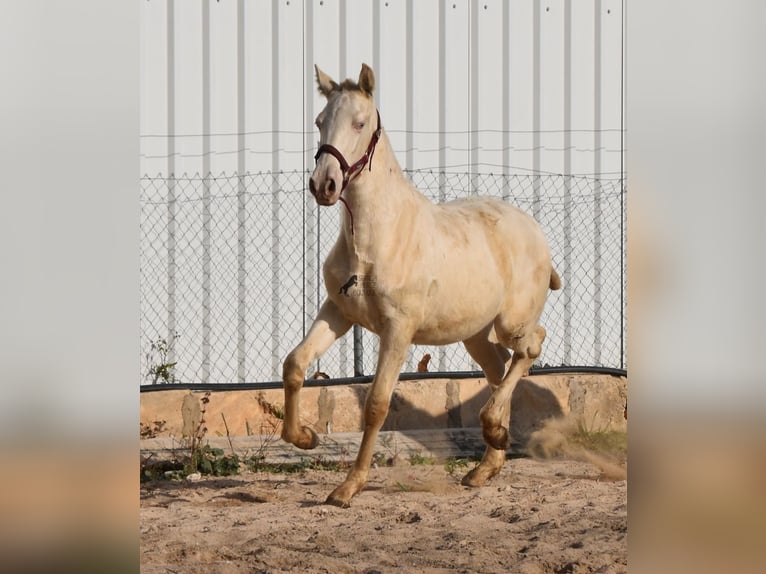 Andalou Étalon 2 Ans 162 cm Perlino in Mallorca