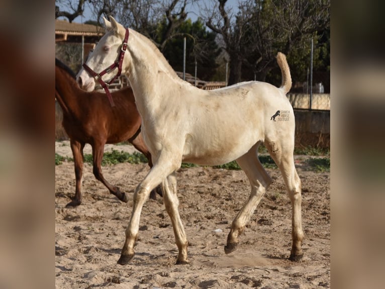 Andalou Étalon 2 Ans 162 cm Perlino in Mallorca