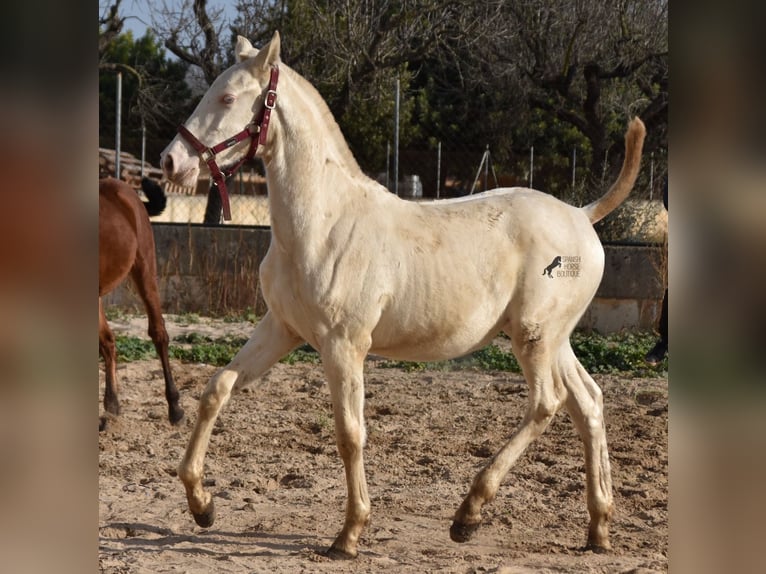 Andalou Étalon 2 Ans 162 cm Perlino in Mallorca