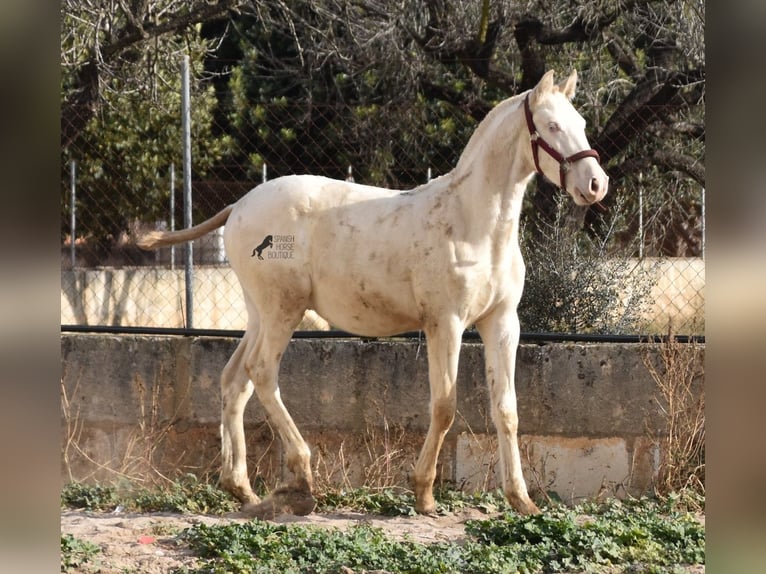 Andalou Étalon 2 Ans 162 cm Perlino in Mallorca