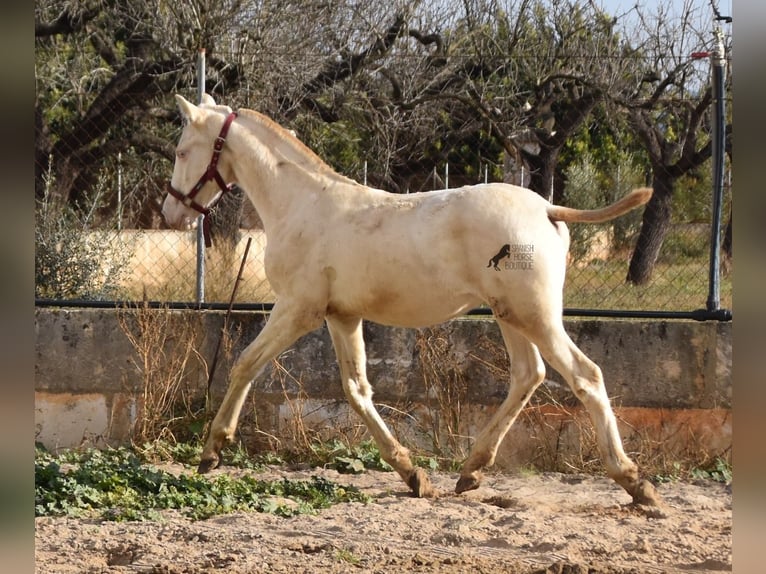 Andalou Étalon 2 Ans 162 cm Perlino in Mallorca