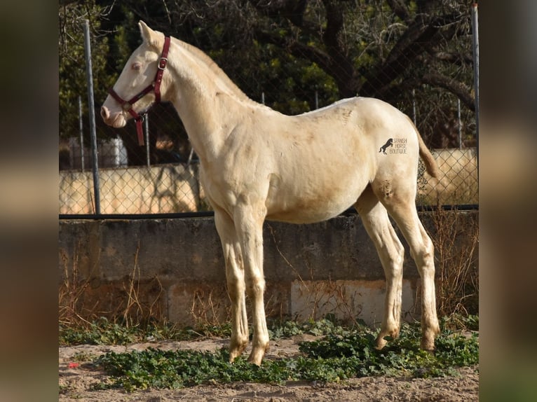 Andalou Étalon 2 Ans 162 cm Perlino in Mallorca