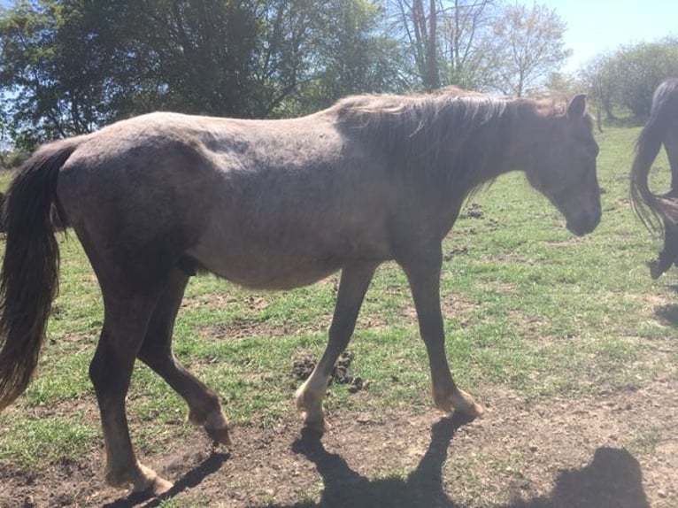 Andalou Étalon 2 Ans 165 cm Aubère in Großvollstedt