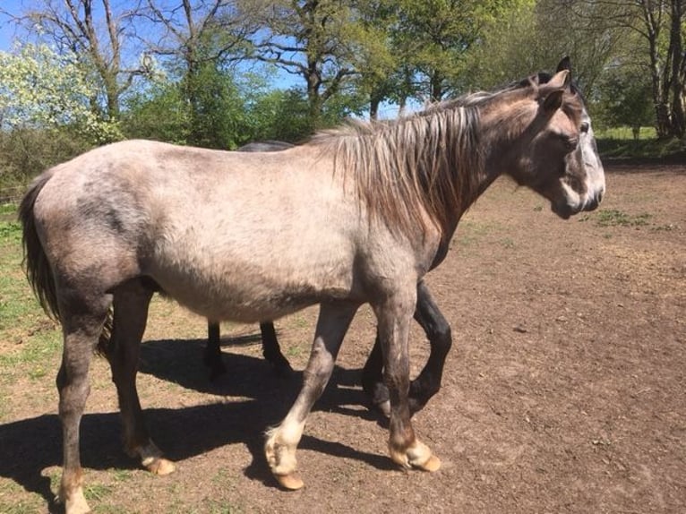 Andalou Étalon 2 Ans 165 cm Aubère in Großvollstedt