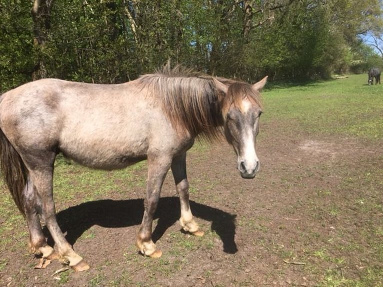 Andalou Étalon 2 Ans 165 cm Aubère in Großvollstedt