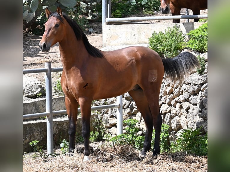 Andalou Étalon 2 Ans 165 cm Bai in Mallorca