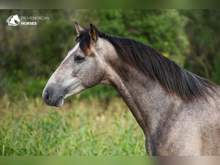 Andalou Étalon 2 Ans 167 cm Gris in Menorca