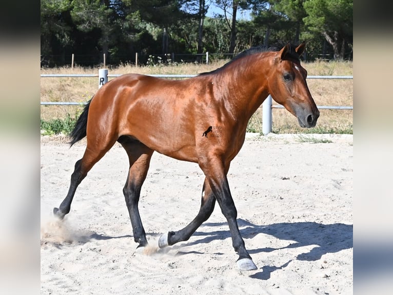 Andalou Étalon 2 Ans 169 cm Bai in Mallorca