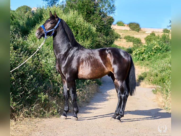 Andalou Étalon 2 Ans 170 cm Bai brun in Navalperal De Pinares