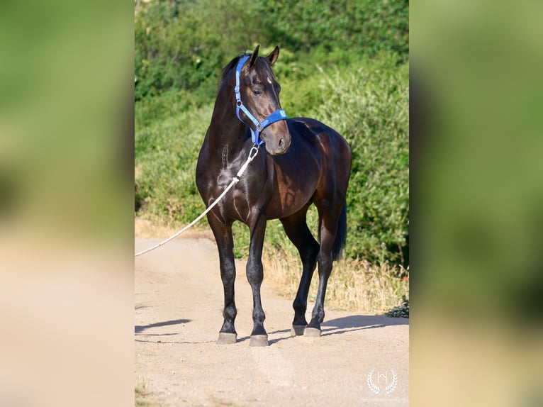 Andalou Étalon 2 Ans 170 cm Bai brun in Navalperal De Pinares
