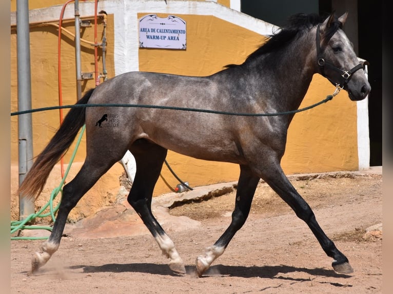 Andalou Étalon 2 Ans 170 cm Gris in Menorca