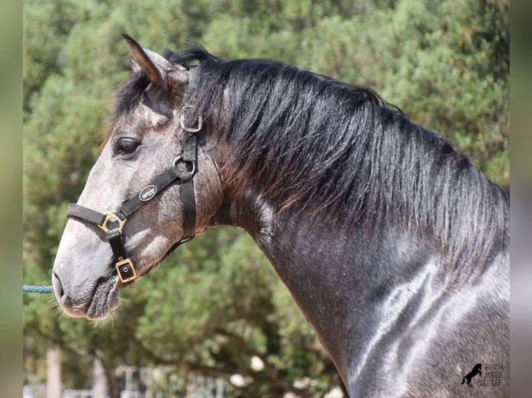 Andalou Étalon 2 Ans 170 cm Gris in Menorca