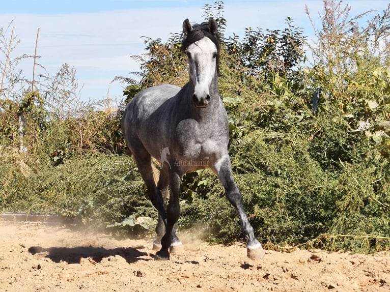 Andalou Étalon 2 Ans Gris in Provinz Granada