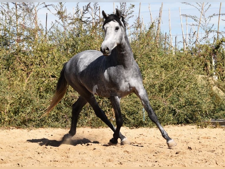 Andalou Étalon 2 Ans Gris in Provinz Granada