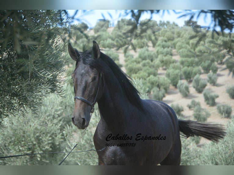 Andalou Étalon 2 Ans Gris noir in Vejer de la Frontera