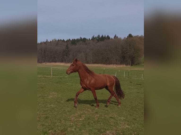 Andalou Étalon 3 Ans 150 cm Alezan in Weißenhorn