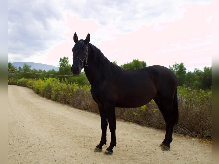 Andalou Étalon 3 Ans 152 cm Noir in Corona, CA
