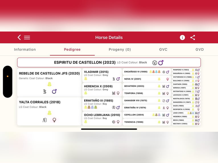 Andalou Étalon 3 Ans 152 cm Noir in Corona, CA