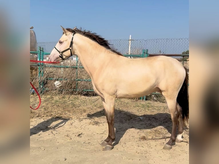 Andalou Étalon 3 Ans 153 cm Champagne in Jerez