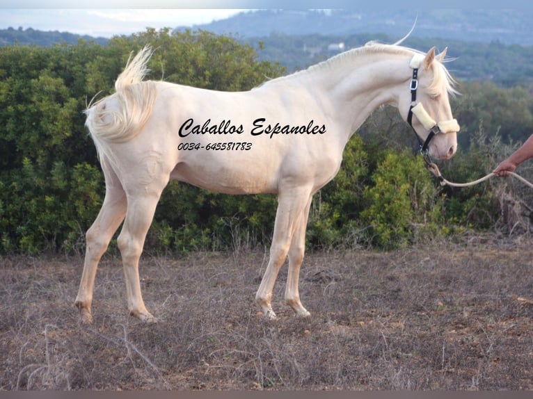 Andalou Étalon 3 Ans 153 cm Cremello in Vejer de la Frontera