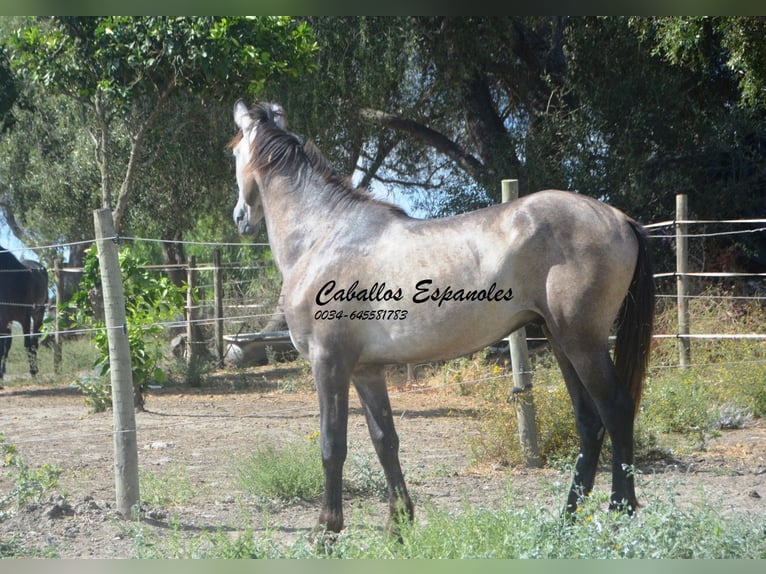 Andalou Étalon 3 Ans 153 cm Gris (bai-dun) in Vejer de la Frontera