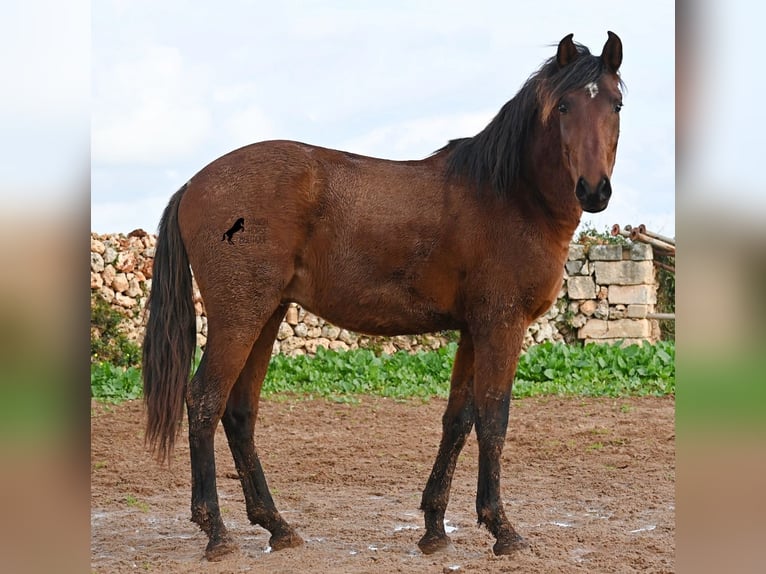 Andalou Étalon 3 Ans 154 cm Bai in Menorca