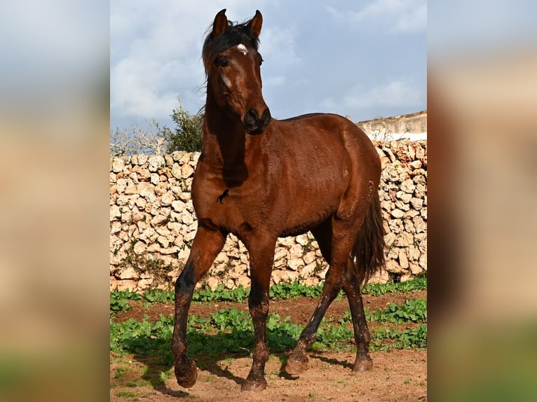 Andalou Étalon 3 Ans 154 cm Bai in Menorca