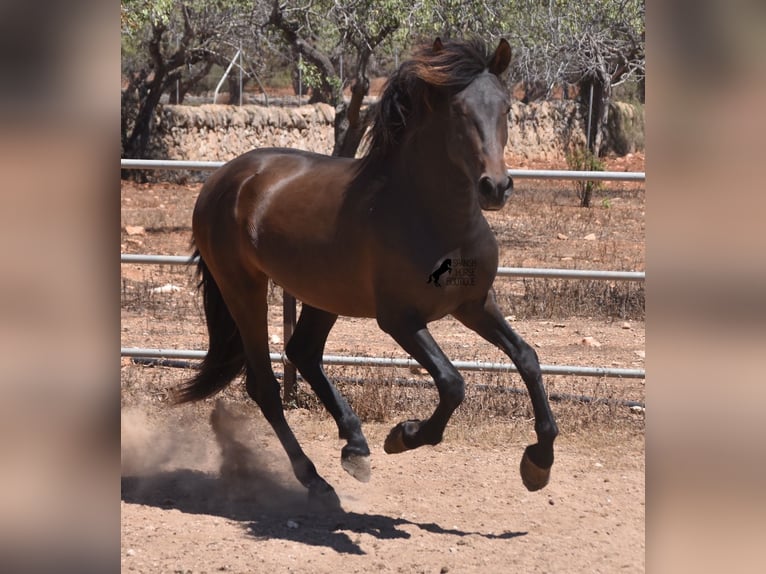 Andalou Étalon 3 Ans 154 cm Bai in Mallorca