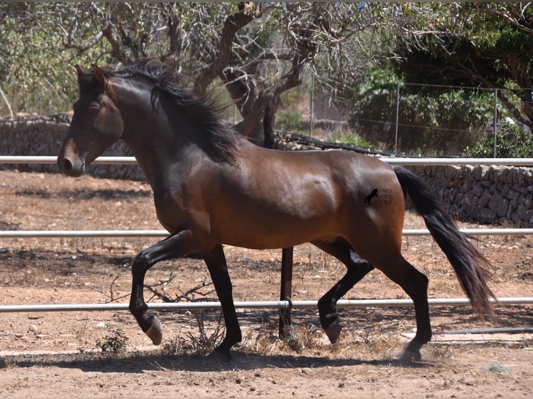 Andalou Étalon 3 Ans 154 cm Bai in Mallorca