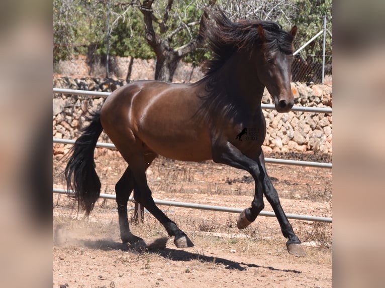 Andalou Étalon 3 Ans 154 cm Bai in Mallorca