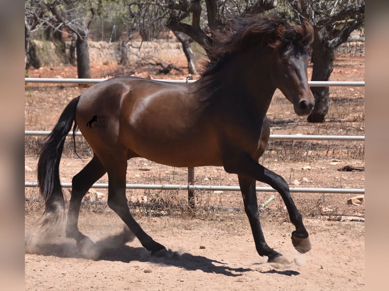 Andalou Étalon 3 Ans 154 cm Bai in Mallorca