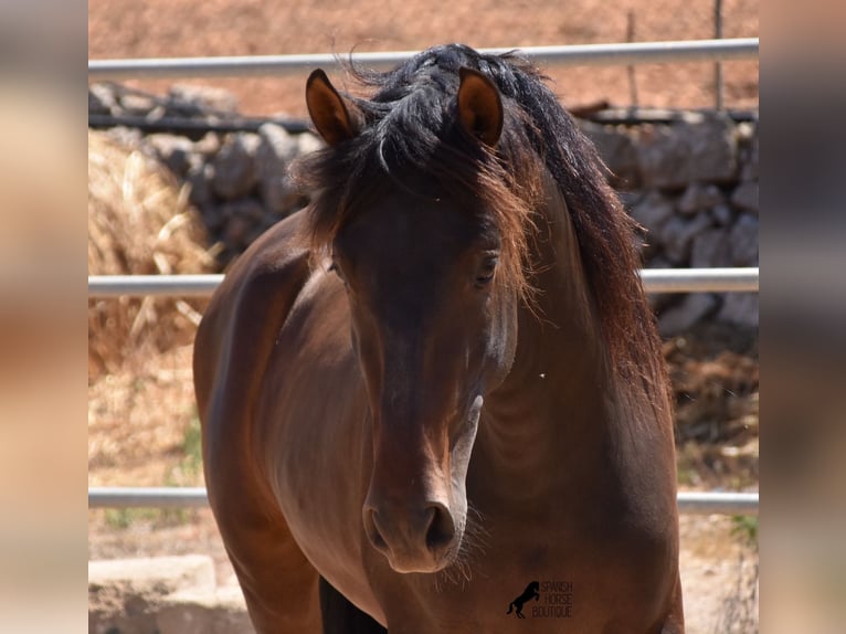 Andalou Étalon 3 Ans 154 cm Bai in Mallorca