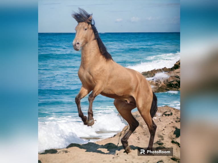 Andalou Étalon 3 Ans 154 cm Cremello in Vejer de la Frontera