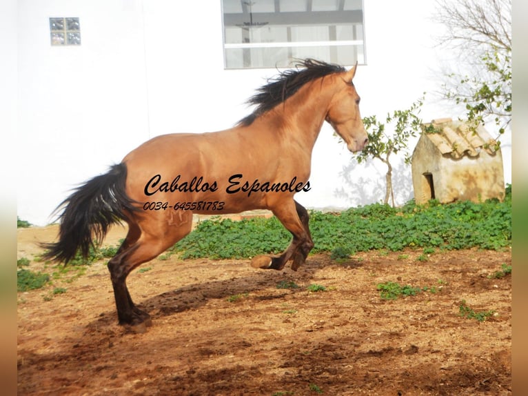 Andalou Étalon 3 Ans 154 cm Cremello in Vejer de la Frontera