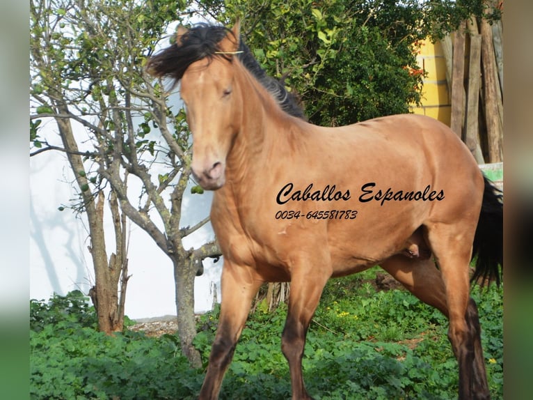 Andalou Étalon 3 Ans 154 cm Cremello in Vejer de la Frontera