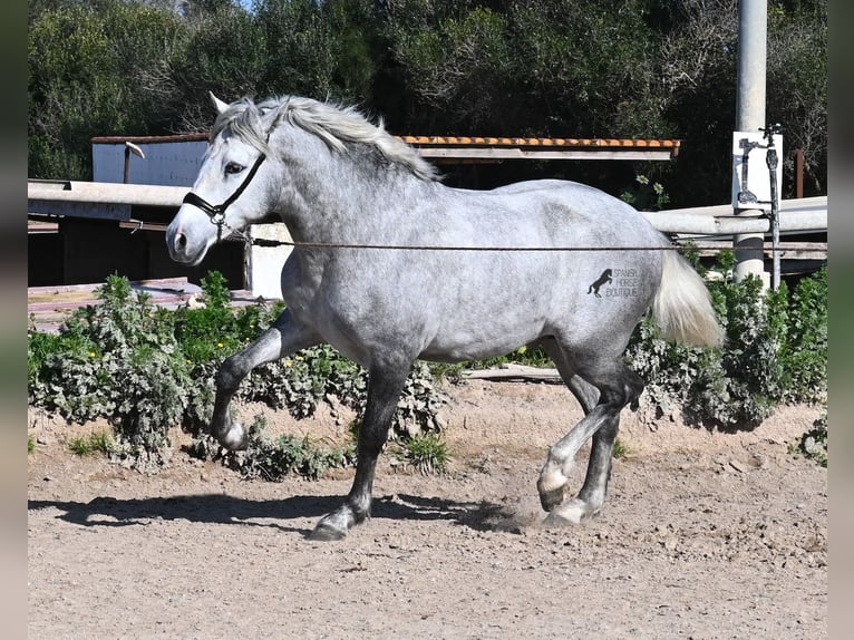 Andalou Étalon 3 Ans 154 cm Gris in Menorca