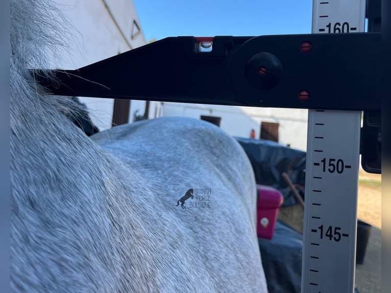 Andalou Étalon 3 Ans 154 cm Gris in Menorca